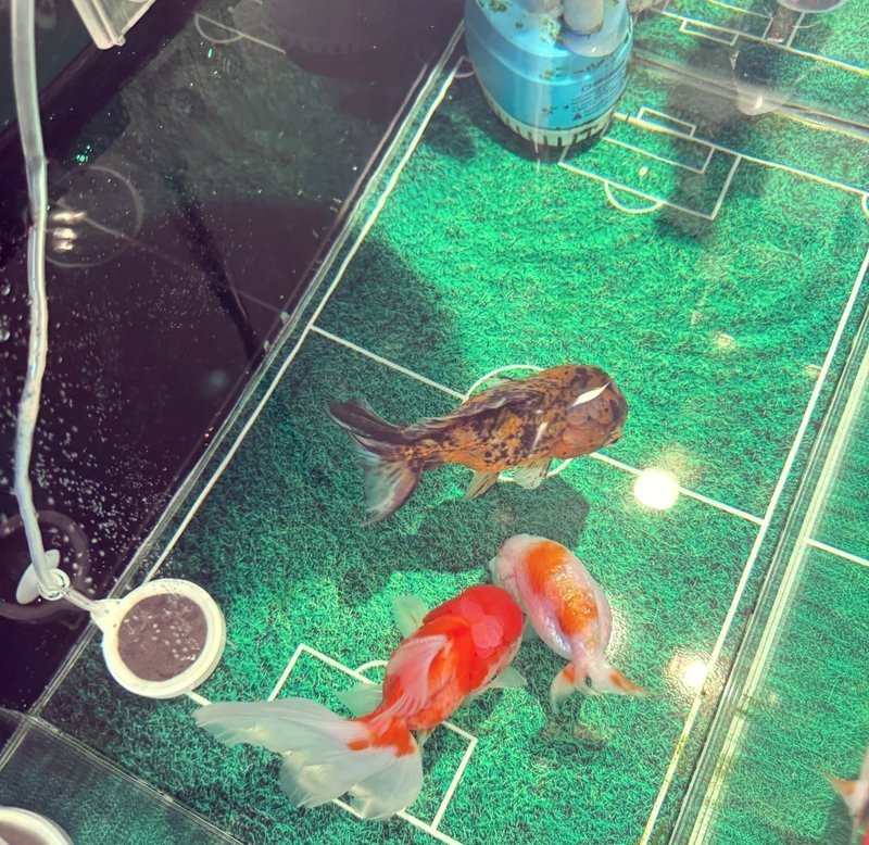 哪些藥物可以有效治療龍魚肚子鼓脹？，龍魚肚子鼓脹怎么辦 哪些藥物可以有效治療龍魚肚子鼓脹？，龍魚肚子鼓脹怎么辦 龍魚百科 第2張
