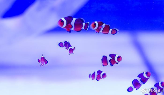 封開龍魚店，封開縣南豐鎮新豐路7號開龍魚店，小小觀賞魚游出億萬大生意新浪
