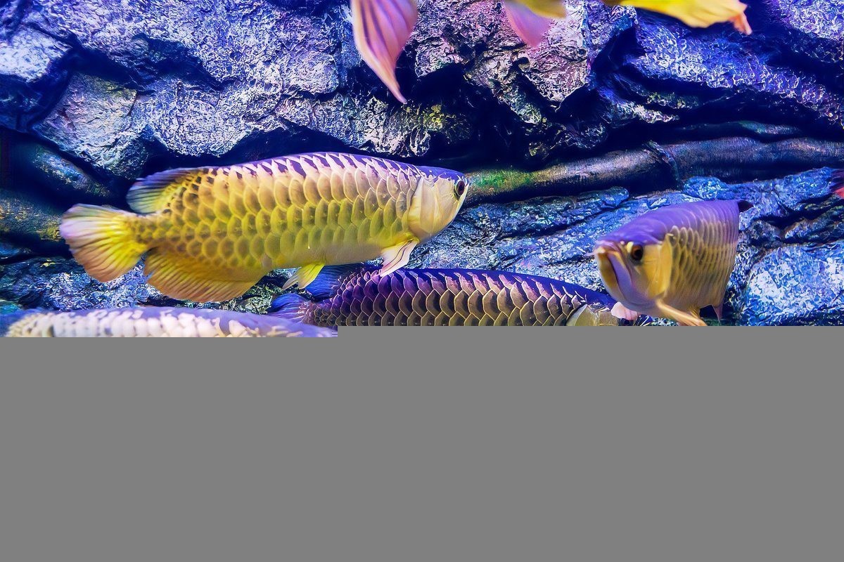 印尼紅龍多久才能長到成魚階段？，印尼紅龍魚成長至成魚階段時間受多重因素影響因素影響因素