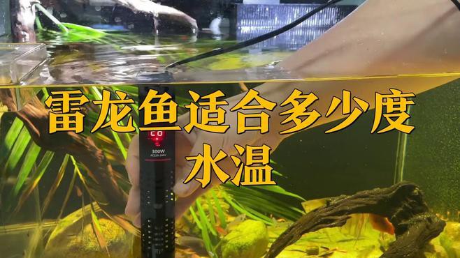 哪些雷龍魚適合新手飼養？，四大雷龍品種大揭秘,新手必看!