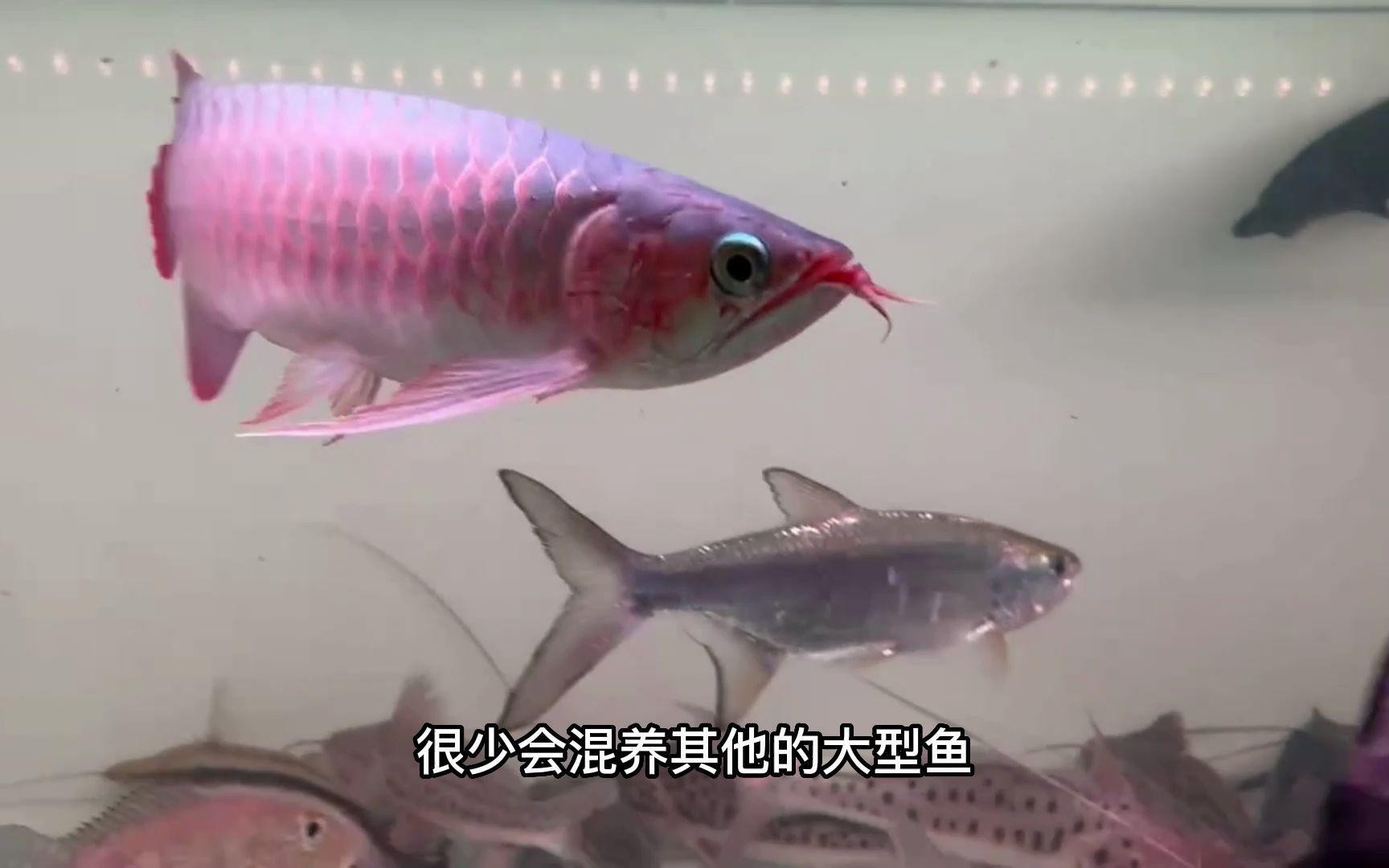 哪些龍魚品種適合混養？，《哪些龍魚品種適合混養》魚之樂,龍魚混養的4點經驗