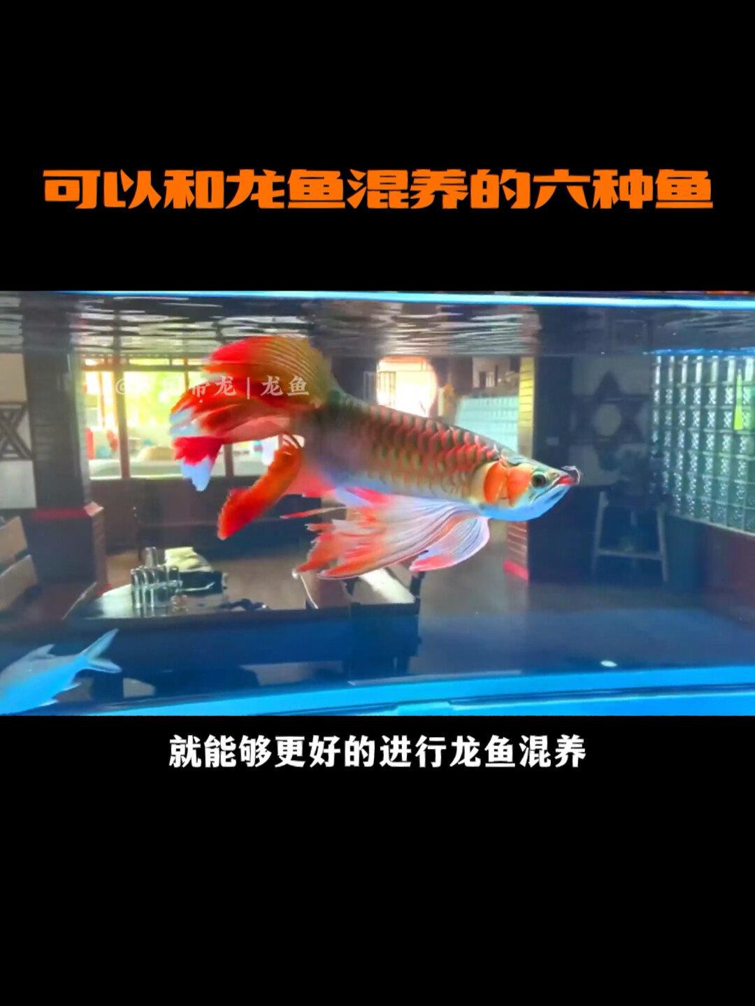 哪些龍魚品種適合混養(yǎng)？，《哪些龍魚品種適合混養(yǎng)》魚之樂,龍魚混養(yǎng)的4點經(jīng)驗