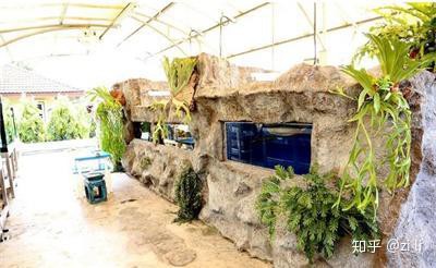 哪種龍魚最適合120×50的魚缸？，哪種龍魚最適合120×50的魚缸 哪種龍魚最適合120×50的魚缸？，哪種龍魚最適合120×50的魚缸 龍魚百科 第6張