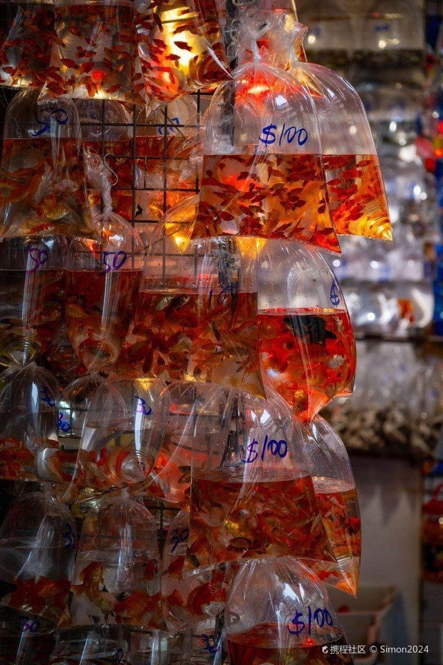 香港魚缸店，香港旺角金魚街游記:都市中的水族箱奇觀,攜程旅行 香港魚缸店，香港旺角金魚街游記:都市中的水族箱奇觀,攜程旅行 全國水族館企業名錄 第5張