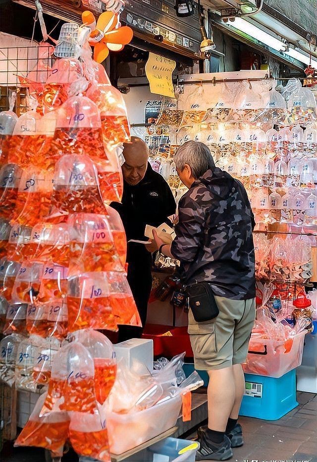 香港魚缸店，香港旺角金魚街游記:都市中的水族箱奇觀,攜程旅行 香港魚缸店，香港旺角金魚街游記:都市中的水族箱奇觀,攜程旅行 全國水族館企業名錄 第1張