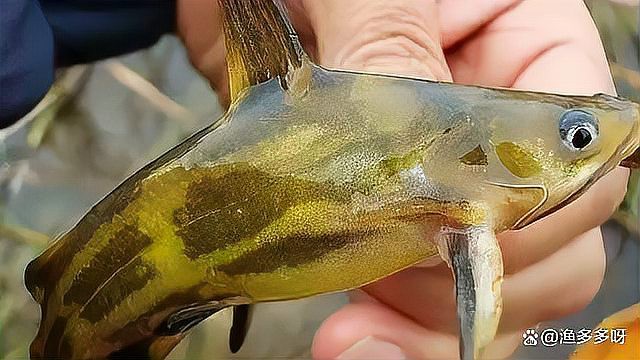 如何判斷龍魚是否驅(qū)蟲成功？，《如何判斷龍魚是否驅(qū)蟲成功》判斷龍魚是否驅(qū)蟲成功