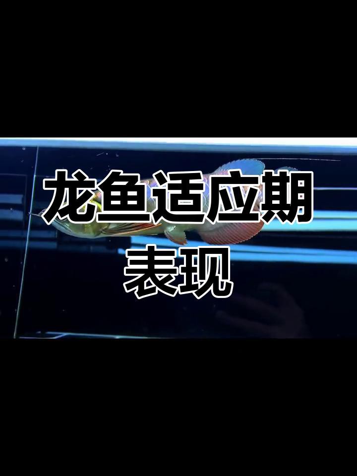 如何判斷龍魚是否適應環境？，判斷龍魚是否適應環境從ph值到穩定性全解析
