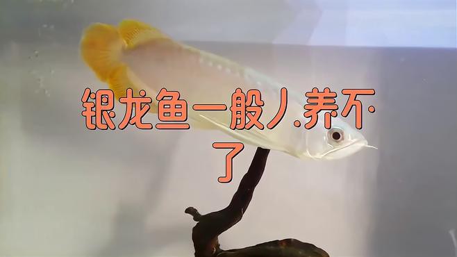 單養一條銀龍魚需要多大的魚缸？，《單養一條銀龍魚需要多大的魚缸》銀龍魚缸大小選擇指南