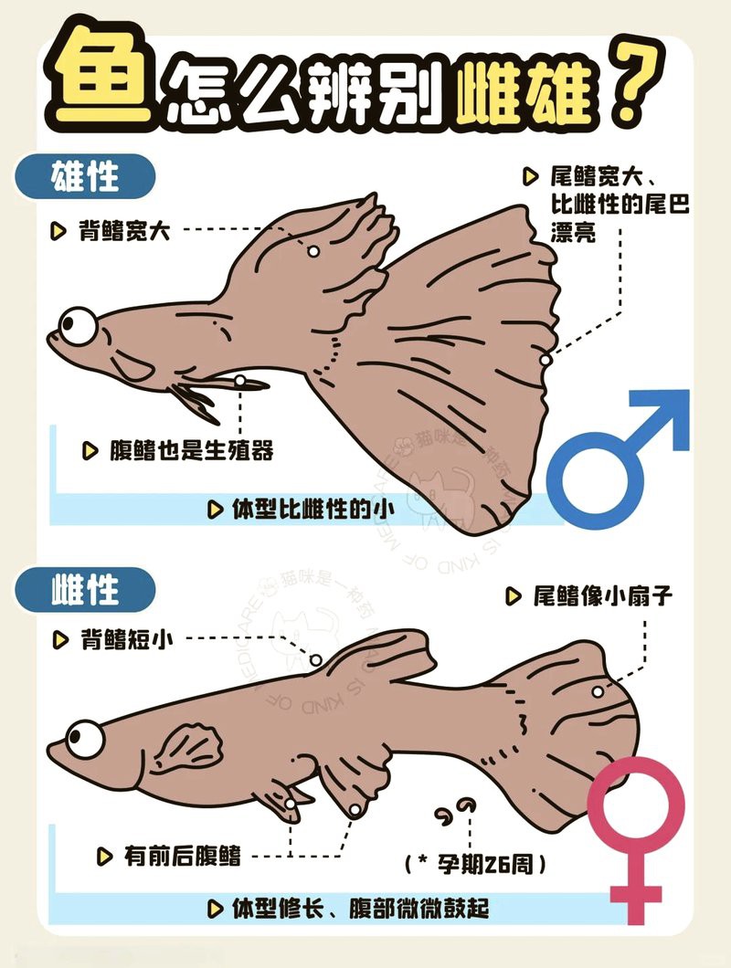 如何區分藍龍魚的雌雄？，《如何區分藍龍魚的雌雄》