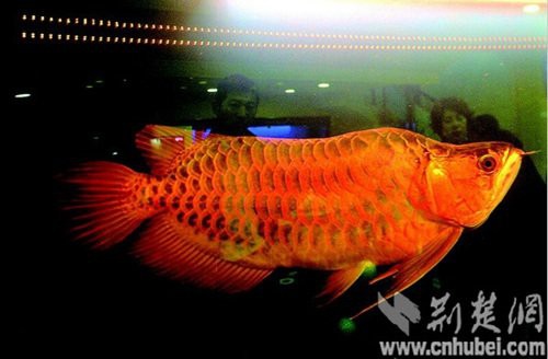 中國紅龍魚價格走勢如何？，養龍須知:揭秘紅龍魚價格昂貴背后的故事