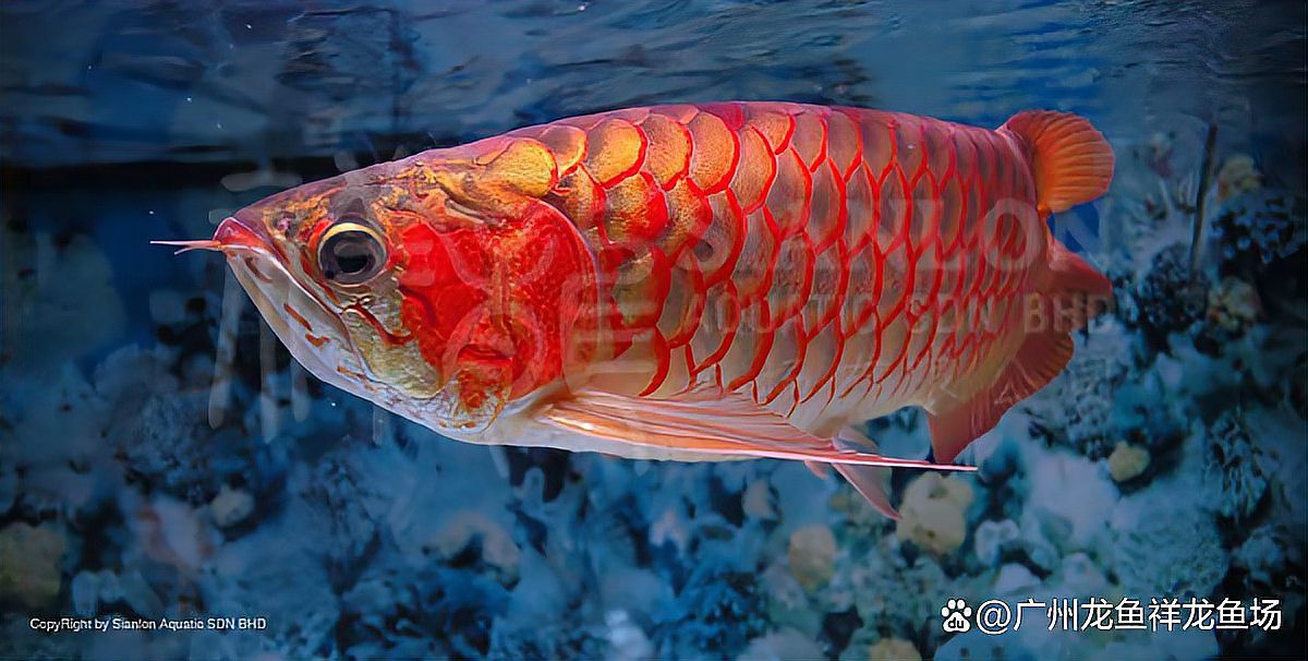 哪里可以購買到高品質(zhì)的紅龍魚苗？，廣州龍魚祥龍魚場廣州龍魚祥龍魚場養(yǎng)殖技術(shù)或品種特性