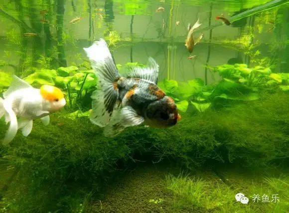 如何讓小龍魚在照片中更自然？，如何用手機拍出氛圍感魚缸照5個實用技巧