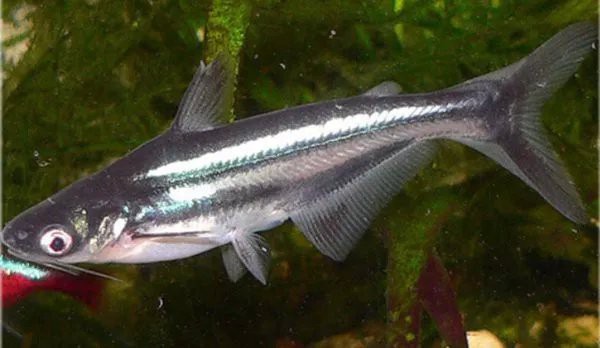 短身鯊好看還是球鯊，《短身鯊與球鯊觀賞性比較摘要》