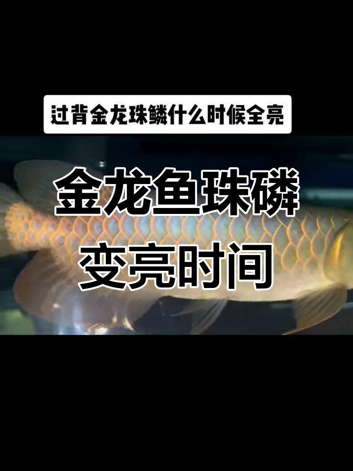 如何判斷金龍魚的珠鱗是否全亮？，判斷金龍魚的珠鱗是否全亮需結合品種與生長階段綜合評估