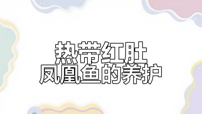 鳳凰紅龍魚的最佳飼養環境，鳳凰紅龍魚最佳飼養環境需綜合多方面因素 鳳凰紅龍魚的最佳飼養環境，鳳凰紅龍魚最佳飼養環境需綜合多方面因素 龍魚百科 第3張