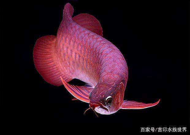 鳳凰紅龍魚的最佳飼養環境，鳳凰紅龍魚最佳飼養環境需綜合多方面因素 鳳凰紅龍魚的最佳飼養環境，鳳凰紅龍魚最佳飼養環境需綜合多方面因素 龍魚百科 第2張