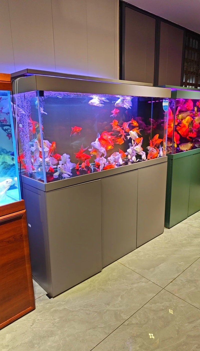 重慶魚缸店，重慶水族市場探秘