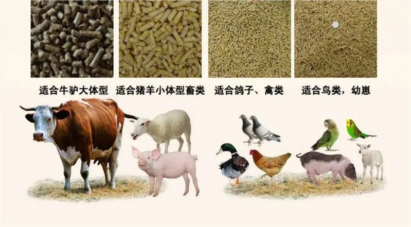 如何判斷紅龍飼料的質量，如何判斷紅龍飼料的質量至關重要，水產飼料簡易鑒別全攻略 如何判斷紅龍飼料的質量，如何判斷紅龍飼料的質量至關重要，水產飼料簡易鑒別全攻略 龍魚百科 第4張