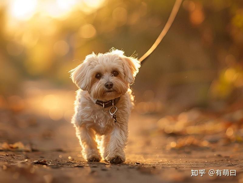 哪些龍魚專用藥物是處方藥？，《哪些龍魚專用藥物是處方藥》內科張正亮醫生龍魚內寄治療全攻略