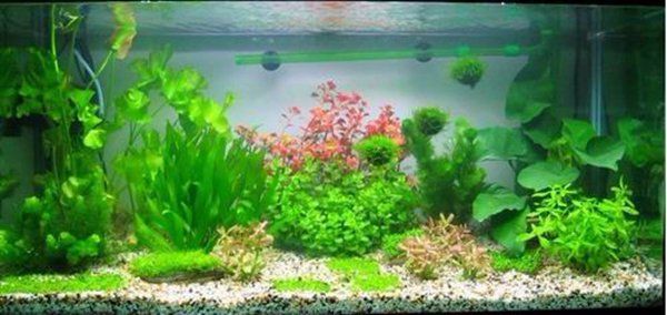 北京魚缸維護(hù)，北京生態(tài)魚缸維護(hù)