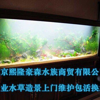 北京魚缸維護(hù)，北京生態(tài)魚缸維護(hù)