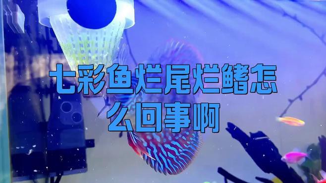 七彩雷龍魚有哪些常見疾病？，七彩雷龍魚常見疾病