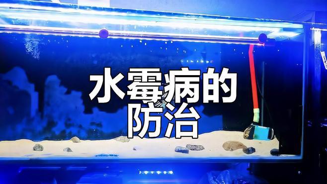 七彩雷龍魚有哪些常見疾病？，七彩雷龍魚常見疾病