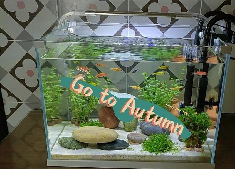 萍鄉魚缸維護，萍鄉魚缸日常維護全攻略