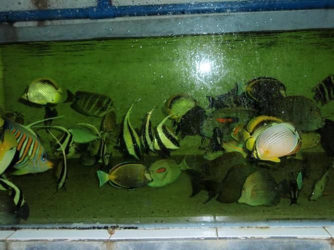 西雙版納傣族自治州魚缸店，西雙版納傣族自治州魚缸店經營模式靈活多樣