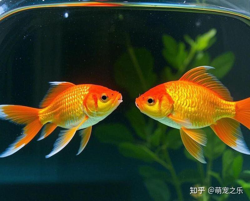 如何判斷小火龍魚是否吃飽？，如何判斷小火龍魚是否吃飽 如何判斷小火龍魚是否吃飽？，如何判斷小火龍魚是否吃飽 龍魚百科 第13張