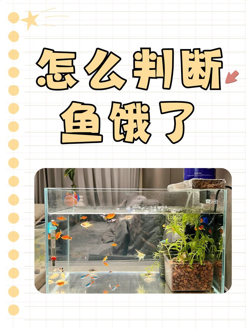 如何判斷小火龍魚是否吃飽？，如何判斷小火龍魚是否吃飽 如何判斷小火龍魚是否吃飽？，如何判斷小火龍魚是否吃飽 龍魚百科 第3張