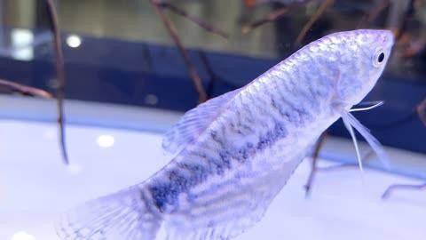 如何提高藍(lán)曼龍魚的繁殖成功率？，養(yǎng)魚大全藍(lán)曼龍魚怎么繁殖成功繁殖成功率~