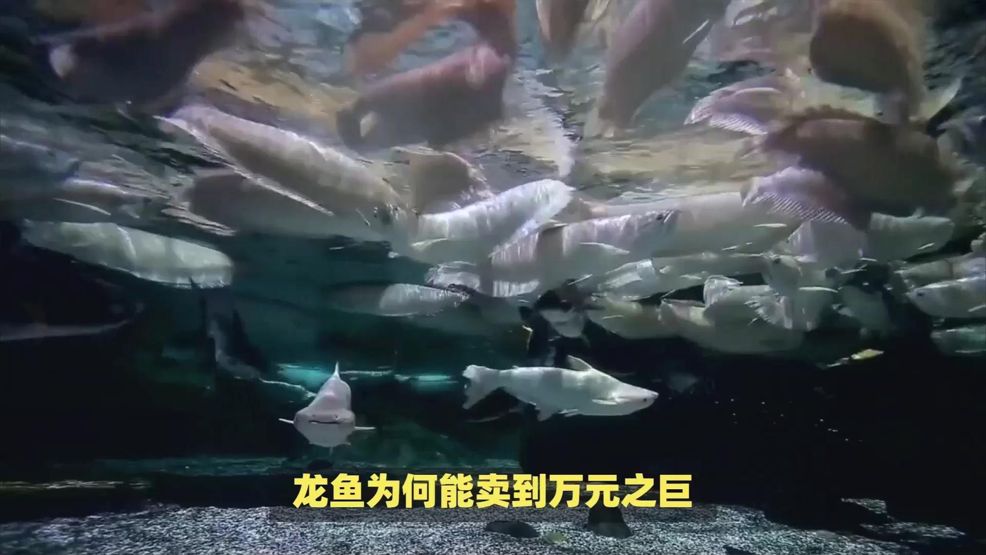 哪些因素會影響龍魚價格，揭秘龍魚天價背后的三大因素