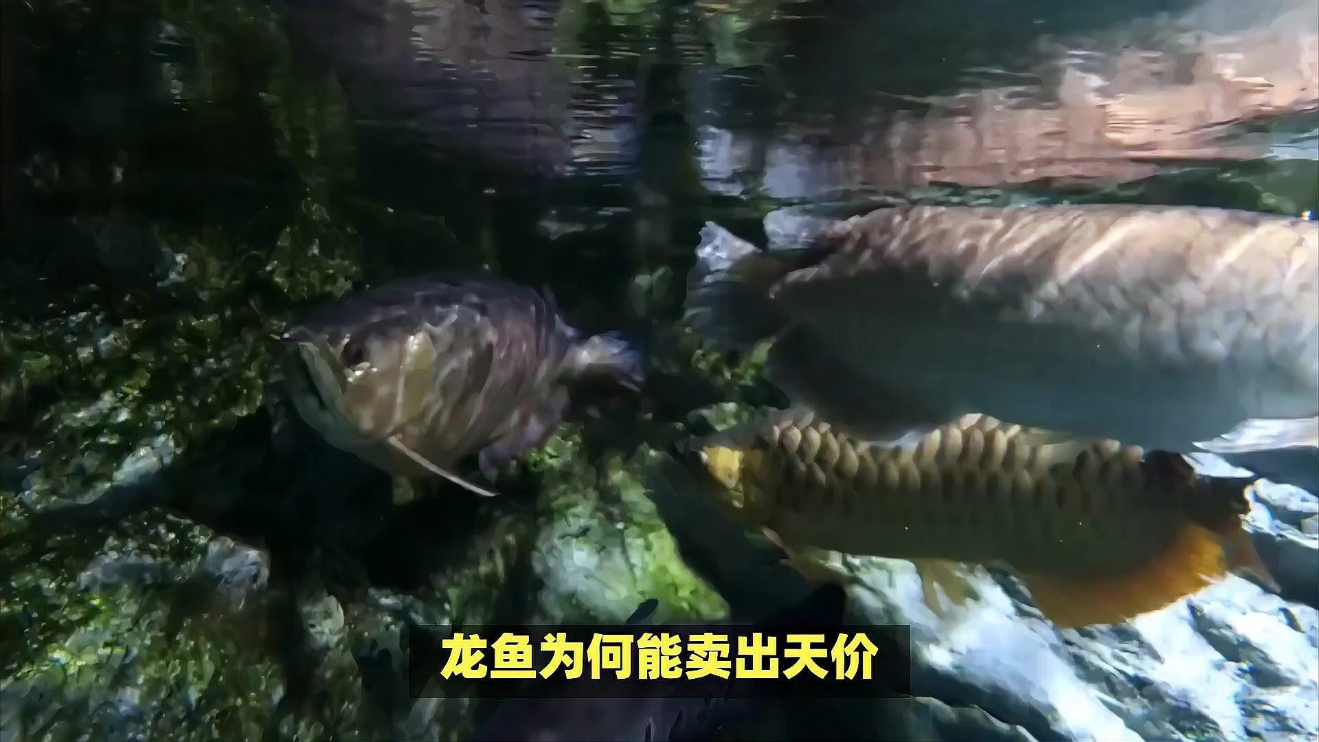 哪些因素會影響龍魚價格，揭秘龍魚天價背后的三大因素