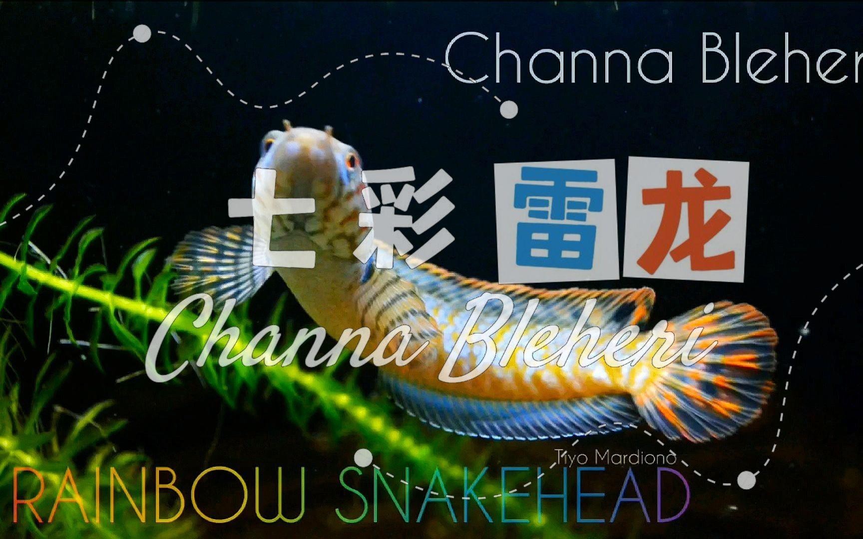 彩虹雷龍有哪些品種？，烏云快走開最全的雷龍品種介紹小型雷龍七彩雷龍品種介紹 彩虹雷龍有哪些品種？，烏云快走開最全的雷龍品種介紹小型雷龍七彩雷龍品種介紹 龍魚論壇 第4張