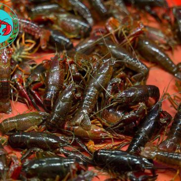 哪里可以買到新鮮的紅龍蝦？，探尋新鮮紅龍蝦的購買渠道