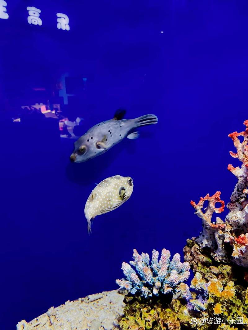 宜昌水族店，關(guān)于“宜昌水族店”的300-400字