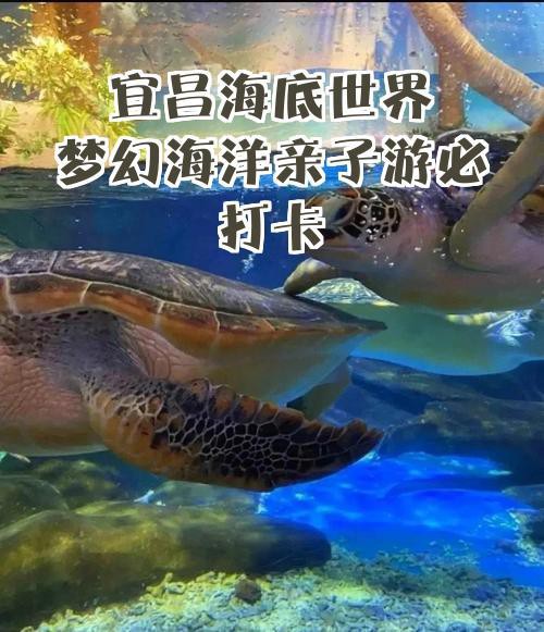 宜昌水族店，關(guān)于“宜昌水族店”的300-400字