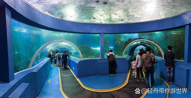 宜昌水族店，關(guān)于“宜昌水族店”的300-400字