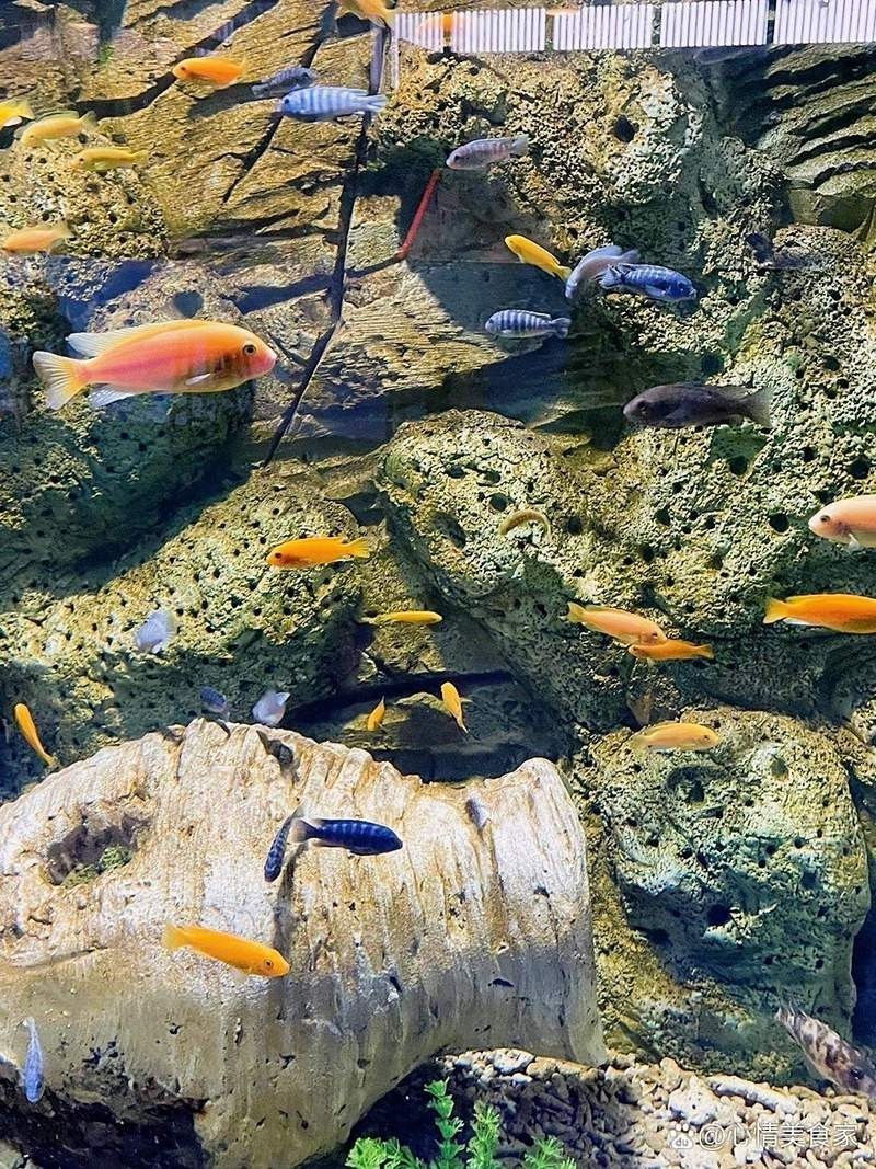宜昌水族店，關(guān)于“宜昌水族店”的300-400字