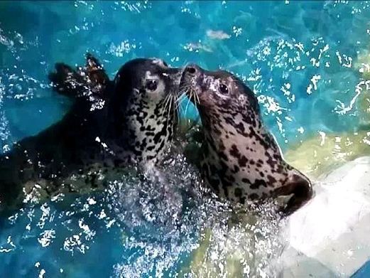 宜昌水族店，關(guān)于“宜昌水族店”的300-400字