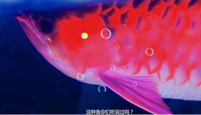 印尼紅龍魚出口到哪些國(guó)家？，全球第二大觀賞魚出口國(guó)，印尼紅龍魚出口量高達(dá)54601美元