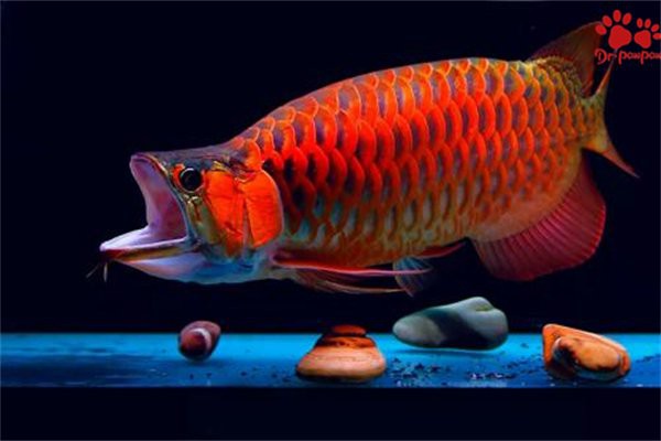 如何判斷翡翠龍魚(yú)是否健康？，如何判斷翡翠龍魚(yú)是否健康