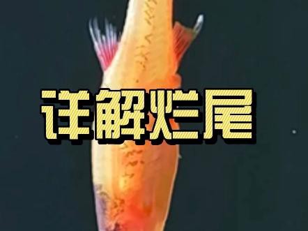 如何判斷龍魚是否燒尾？，如何判斷龍魚是否燒尾 如何判斷龍魚是否燒尾？，如何判斷龍魚是否燒尾 龍魚百科 第6張