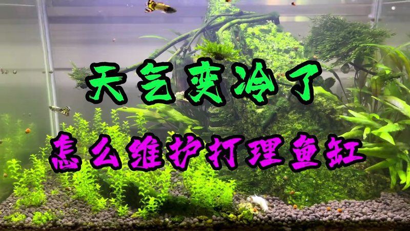 黑河魚缸維護，黑河地區(qū)的魚缸維護方案