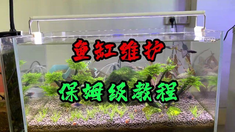 黑河魚缸維護，黑河地區(qū)的魚缸維護方案