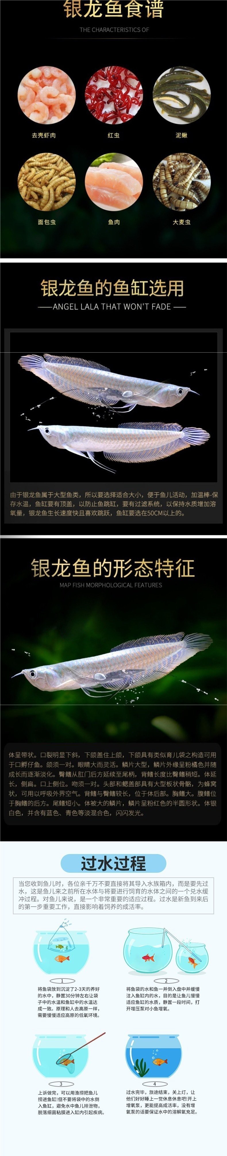 七彩銀龍魚有哪些品種？，七彩銀龍魚和銀龍有什么區別，七彩銀龍魚品種大揭秘