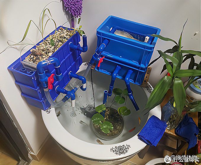 80cm大寬魚缸一般寬多長，《80cm大寬魚缸一般寬多長》魚缸尺寸參照表魚缸養魚大全