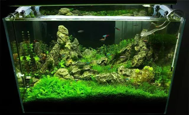 80cm大寬魚缸一般寬多長，《80cm大寬魚缸一般寬多長》魚缸尺寸參照表魚缸養魚大全