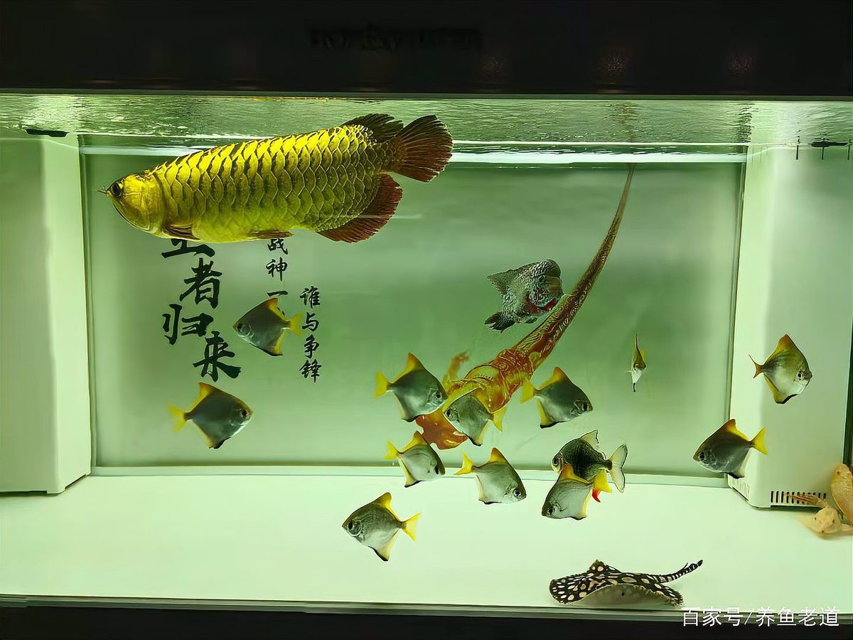 哪種龍魚品種最適合與貓魚混養？，養魚老道2.5米龍魚缸混養紅龍與巴卡雷龍技巧木趣豚桌面美學
